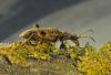 Rhagium mordax